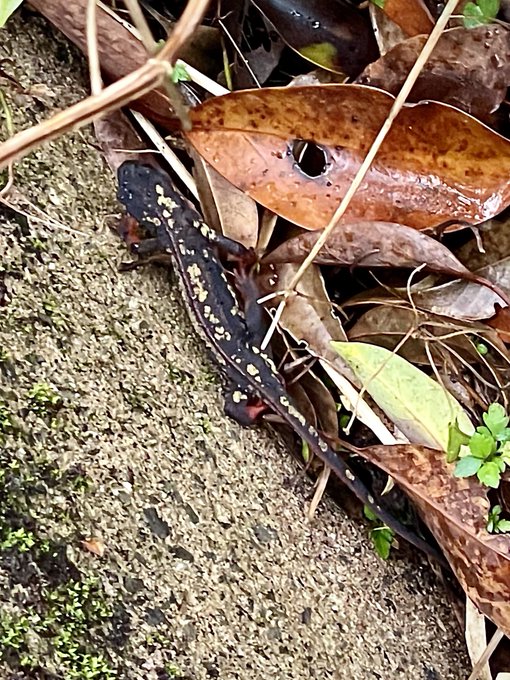 で
70号で北東のやんばる地域からの帰路
この日は雨上がりだったせいか、やたらイモリなどが道路に出てきており、危ないので道路から逃してたりなどしていた_(:3」z)_
そのうちのいくつか 
