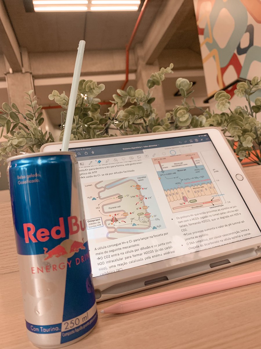 studylaur's tweet image. ninguém é de ferro: hoje tive que apelar pro redbull pra aguentar!¡
» intervalinho pré aula de fisiologia II e organizando o resumo do veterano no ipad
• como ta sendo a manhã de vocês?
| #studytwt #collegetwt