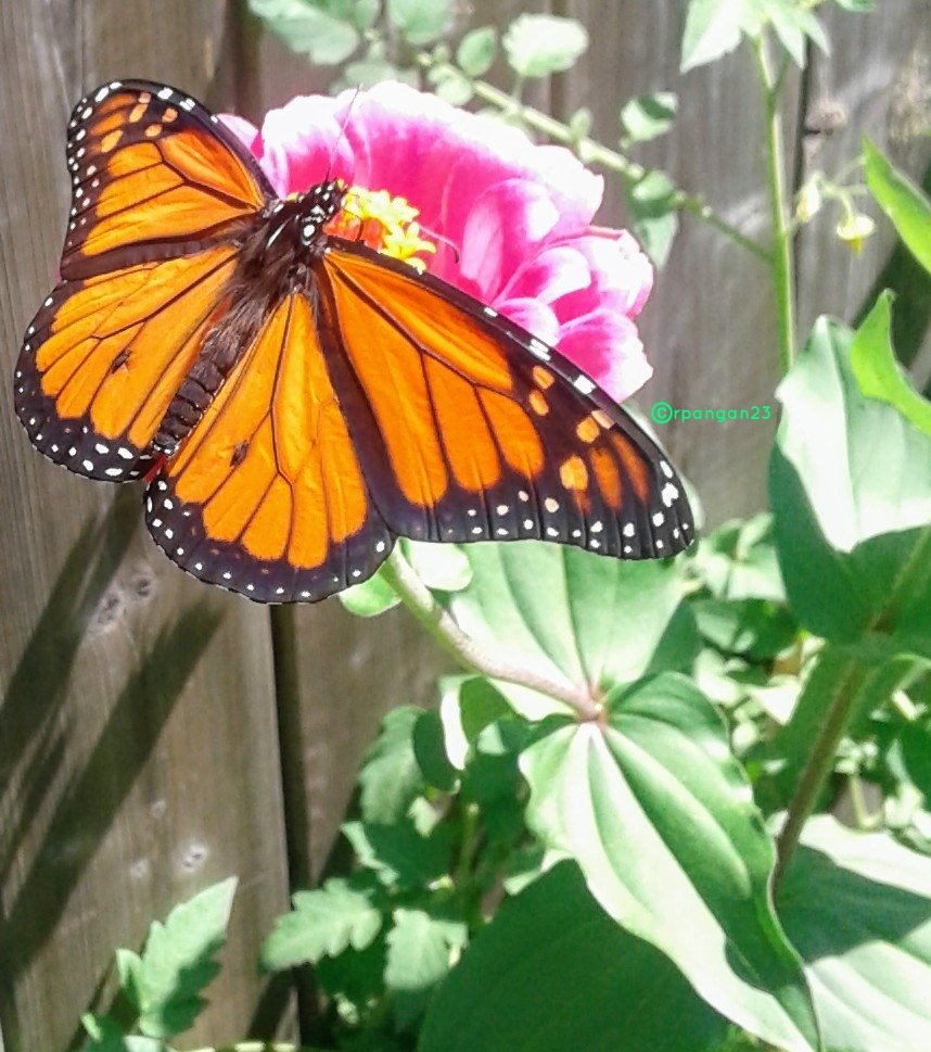 peREMnial's tweet photo. Monarch and zinnia in my garden for #insectthursday . I adore zinnias and I'd be sure to have more zinnias (plus milkweed) in my garden to attract and help feed butterflies as I become aware of their declining numbers. ๐ฆ
#gardening #savethebutterfly #nature #pollinators https://t.co/CecnGe4Ojl