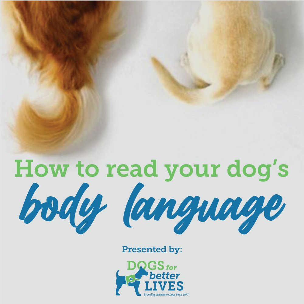 dogsbetterlives's tweet image. Did you know that dogs primarily communicate through subtle cues in their body posture and movement? Join us on Tuesday, 4/4 at 11am PST for a free webinar: How to Read Your Dog’s Body Language! RSVP to receive link: bit.ly/3FnMf8X
#caninebodylanguage #dogbodylanguage