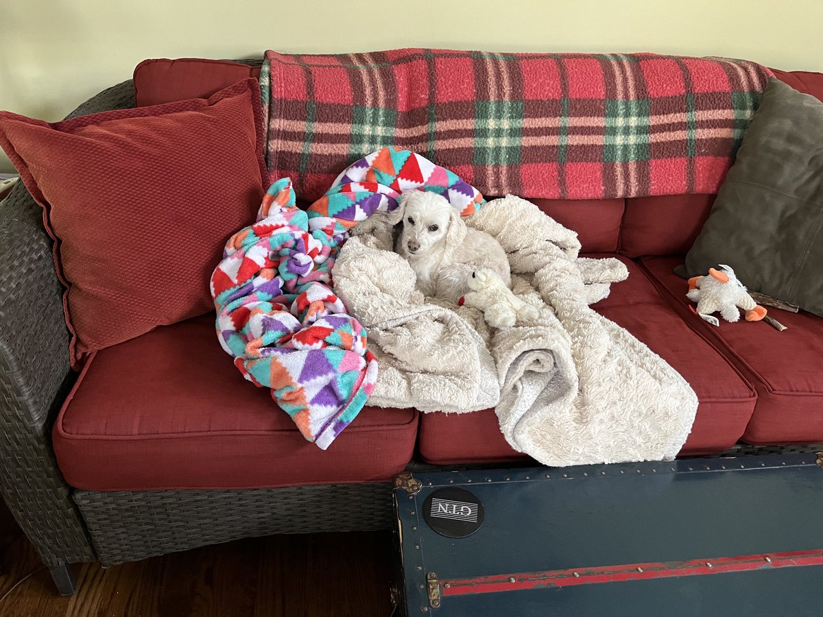 DAnnStelly's tweet photo. Roxy in the morning https://t.co/lW6rq1rogK