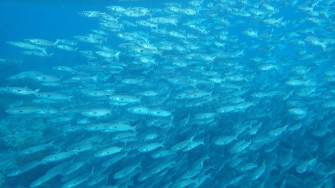 #見た人もなにか無言で海をあげる 