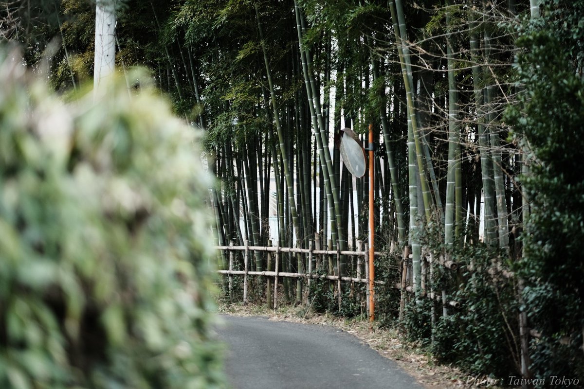 KenEmpo's tweet photo. 竹林 Bamboo Grove
camera：fujifilm X-S10 
lens : XF56mm f1.2R
#fujifilm_xseries
#写真好きな人と繋がりたい https://t.co/15oYwsPgoy