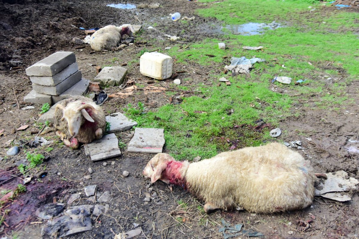 ertenyf's tweet photo. Aydın'ın İncirliova ilçesinde sahipsiz köpeklerin saldırdığı sürüdeki 20 koyun telef oldu. Başıboş köpek sorununu bir an evvel çözmek şart. 
Vatandaşın, hayvanların canı birkaç köpekperestin mama sermayesine peşkeş çekilmemeli! 

@KopekSorunu https://t.co/DdU6OiRSss