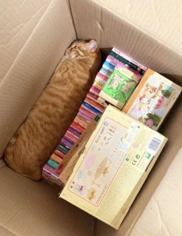 猫が見つからないと思ったら…