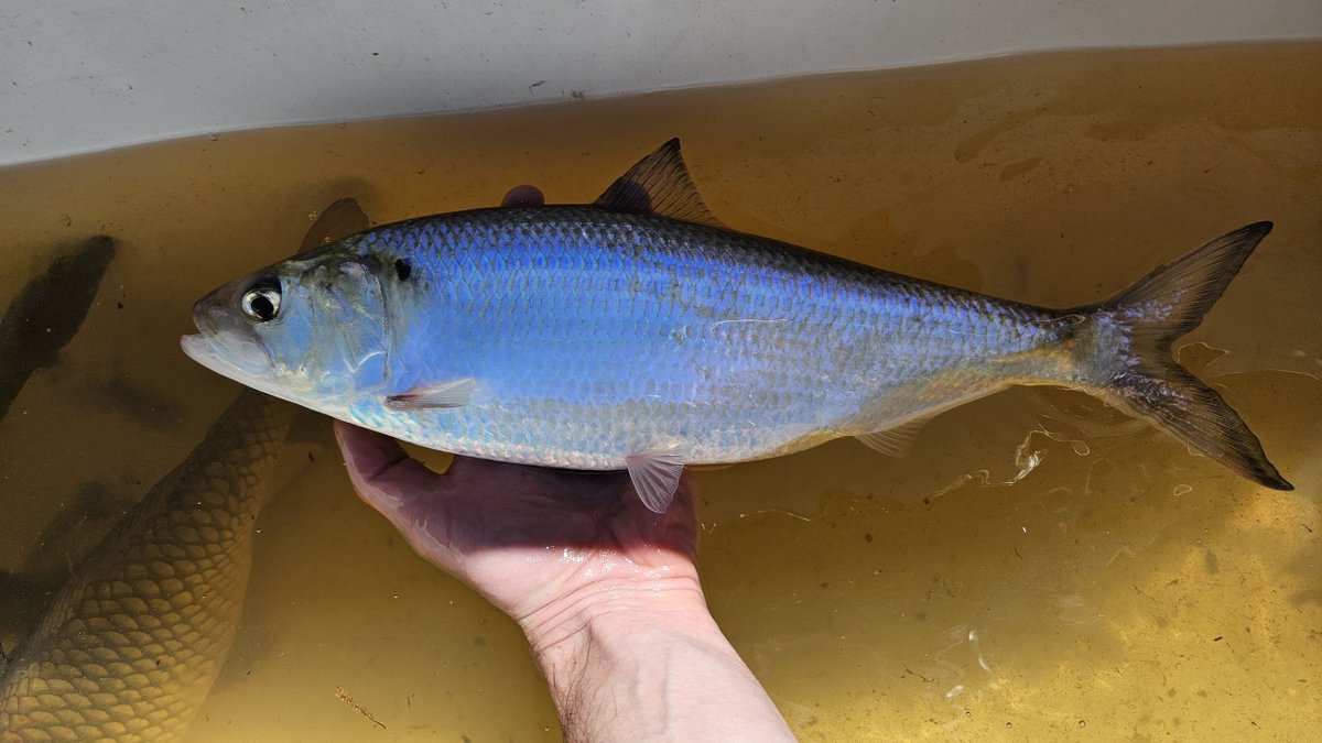 My crew collected our first #AlabamaShad this year. #Innovasea transmitter inserted and fish released. #fishtracking #telemetry #fishmigration #AlabamaNativeFishes