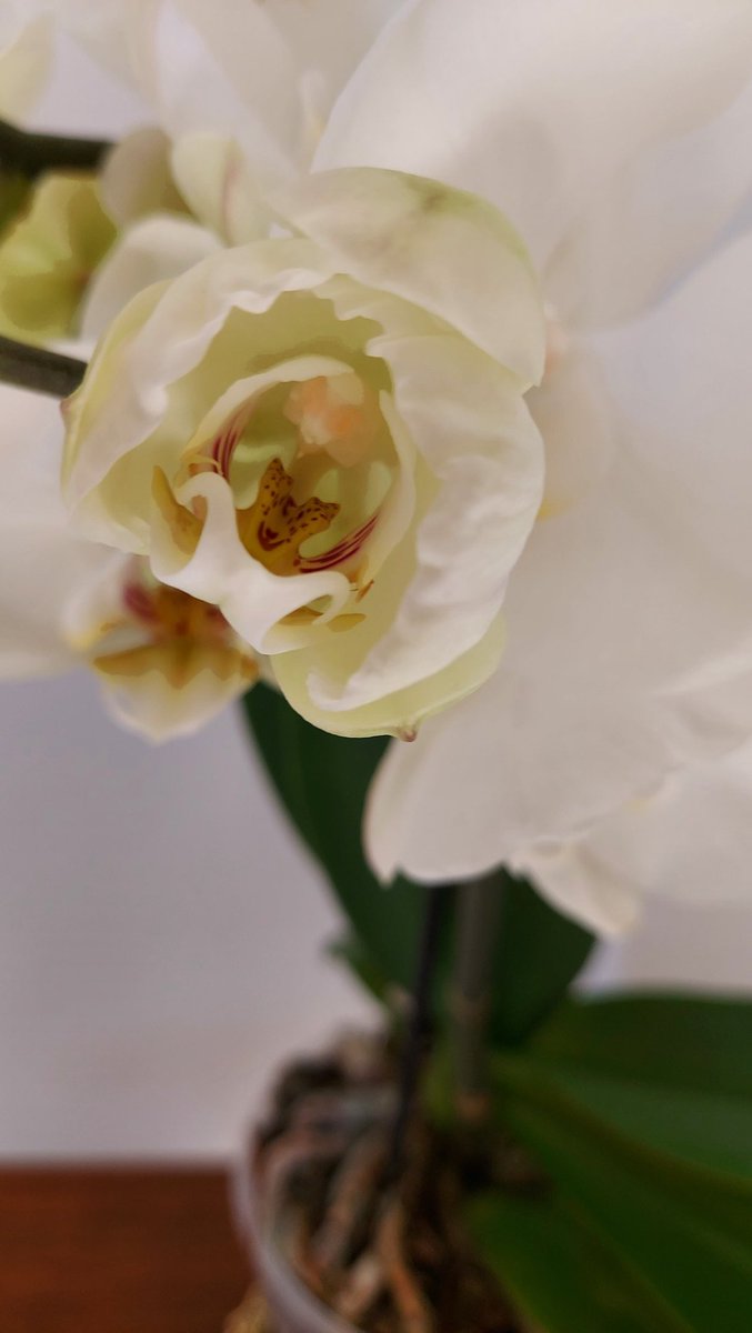 Nicoletta Corradini tweet media