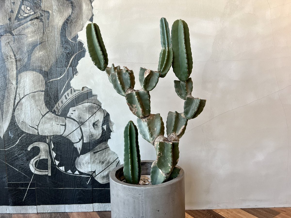 Tokyo_Suburbia's tweet photo. cactus #leaves #outdoor #cactus #garden #botanical #tokyo #wind #park #instagood #travel #trip #green #huge #spring #日本 #painting #photography #holiday #culture #magazine #office #東京 #interior #play #classic #playground #shop #vacation #vacations #outdoor https://t.co/QTbHKKuIBc