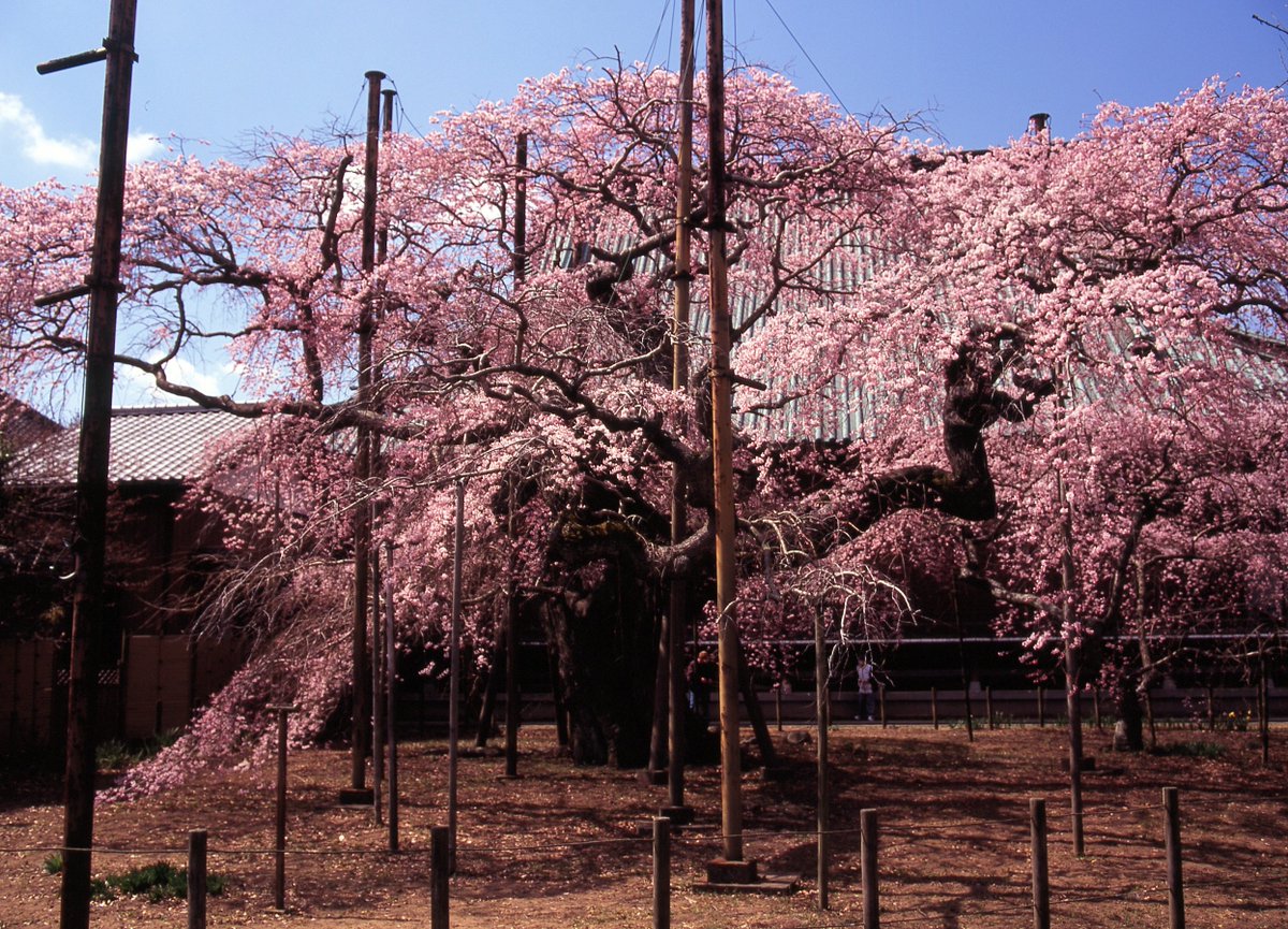penkichi9's tweet photo. #龍ケ崎市 #般若院 の #シダレザクラ 
2011年

明日もいい日に。

#camera #Mamiya #645ProTL 
#lens #CSekor55_110mm F4.5 
#film #Fuji #Velvia100
#茨城 #桜 #春 #中判 #mediumformat 
#filmphotography #filmcamera 
#フィルムに魅せられて #ibaraki_japan https://t.co/1YOtveZPvQ