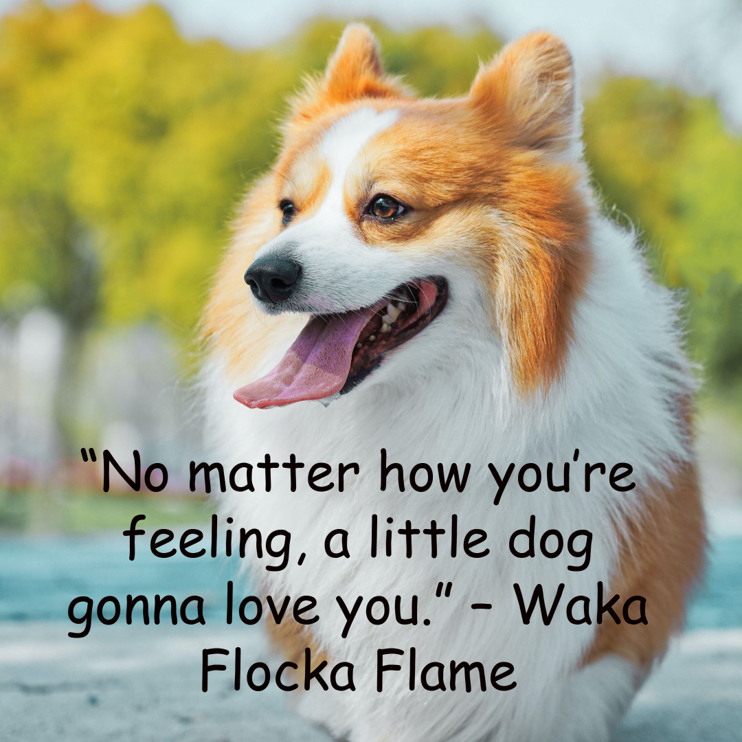 Sheltiebeast's tweet photo. And this is just one reason we love them so. #dogs #ilovedogs #fourpaws #dogtales https://t.co/Ft4a5AOuRo