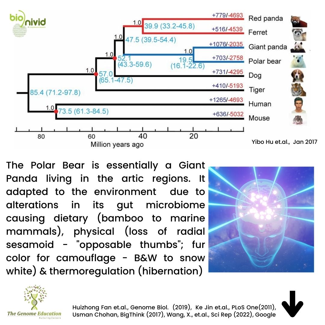 Google 'Panda Day' & March 16th comes up, that is today. So here is something for you think about on a 'Thought provoking Thursday'

#bionivid #thegenomeeducation #India  #China  #PandaDay  #Genomics #Bioinformatics  #Googlesearches  #Memes  #memesdaily #MemesForThePeople