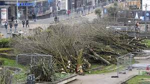 Despite all we know. Despite this being the start of the nesting season. Despite widely shared, local public opinion. Here we are. #PlymouthCouncil   #PlymouthCityCouncilTreeMassacre #NestingSeason #Trees #Sustainability #Ecology #EnvironmentalCrime