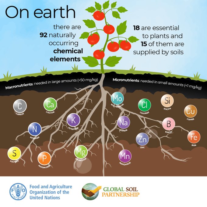 🧐 Did you know? 

On Earth, there are 92 naturally occurring chemical elements, 18 are essential to plants and 15 of them are supplied by soils! 

Soil health &amp; fertility have a direct influence on the nutrient content of food crops 🌱 

#Soils4Nutrition

Via <a href="/FAO/">Food and Agriculture Organization</a>