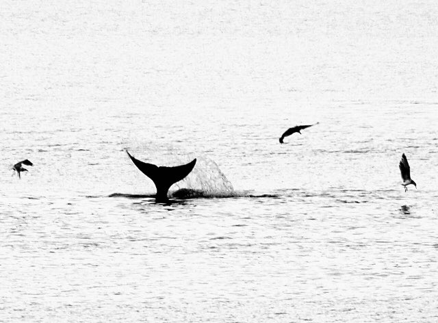 unmannedfuture's tweet photo. A sighting in the harbour!
#SalishSea 
#Stzuminus
#ladysmith https://t.co/D3AYLGaIY5