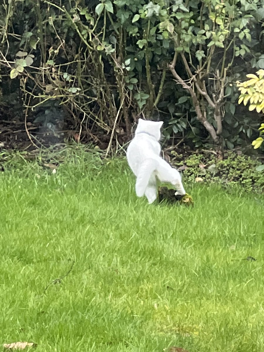 jessicamilnera's tweet image. Just found a magical creature in my garden.
Whatever sent this being - thank you for the five seconds of etherial joy ✨🙀
#writingcommunity #magiccat
