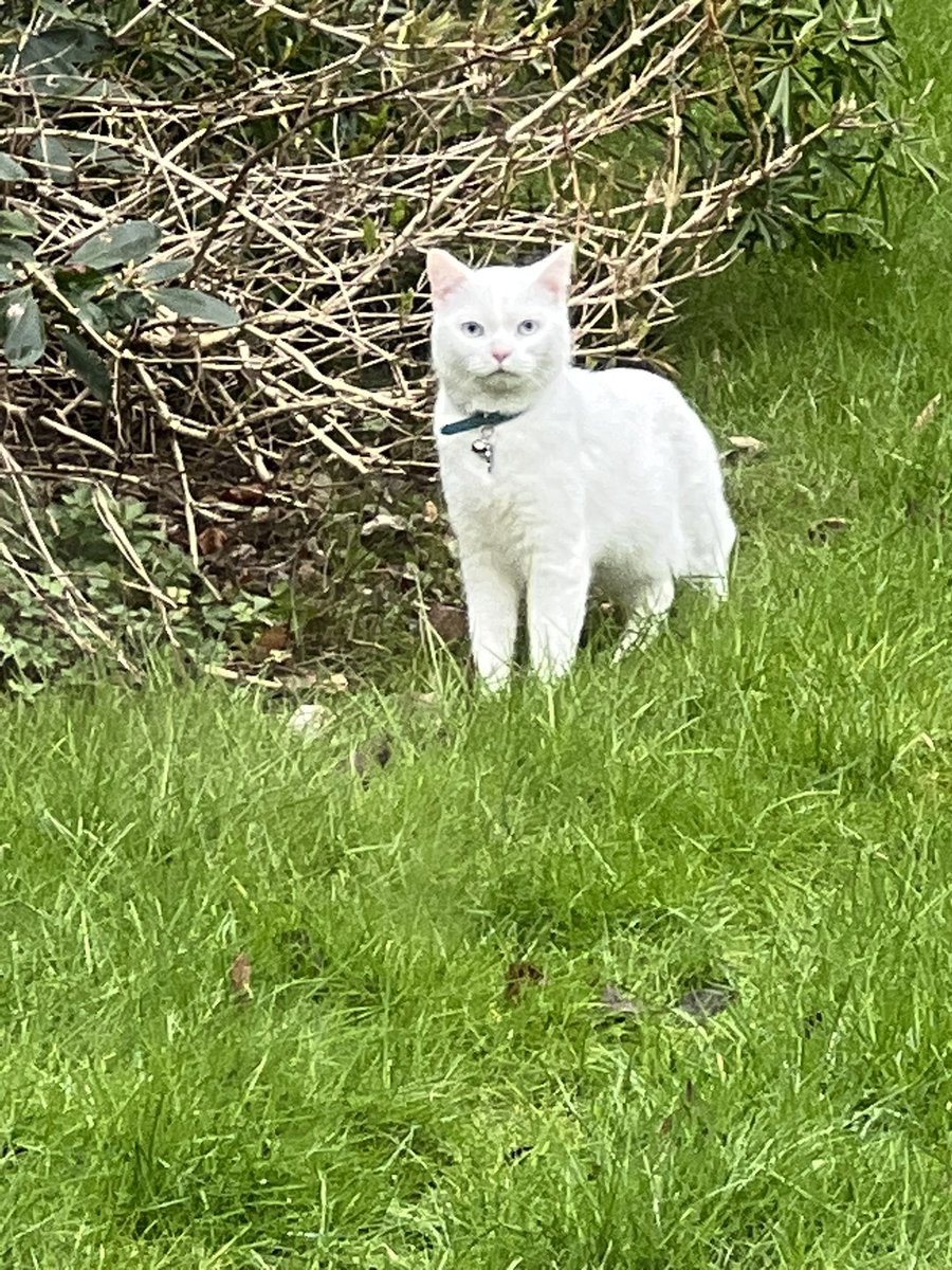 jessicamilnera's tweet image. Just found a magical creature in my garden.
Whatever sent this being - thank you for the five seconds of etherial joy ✨🙀
#writingcommunity #magiccat