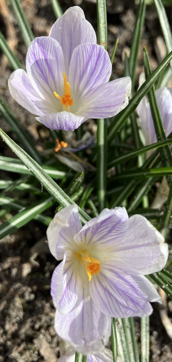 BeautifulGarde1's tweet photo. Spring is comming 💜💜#crocussen💜💜#lentekomt https://t.co/4HKFclbrvy