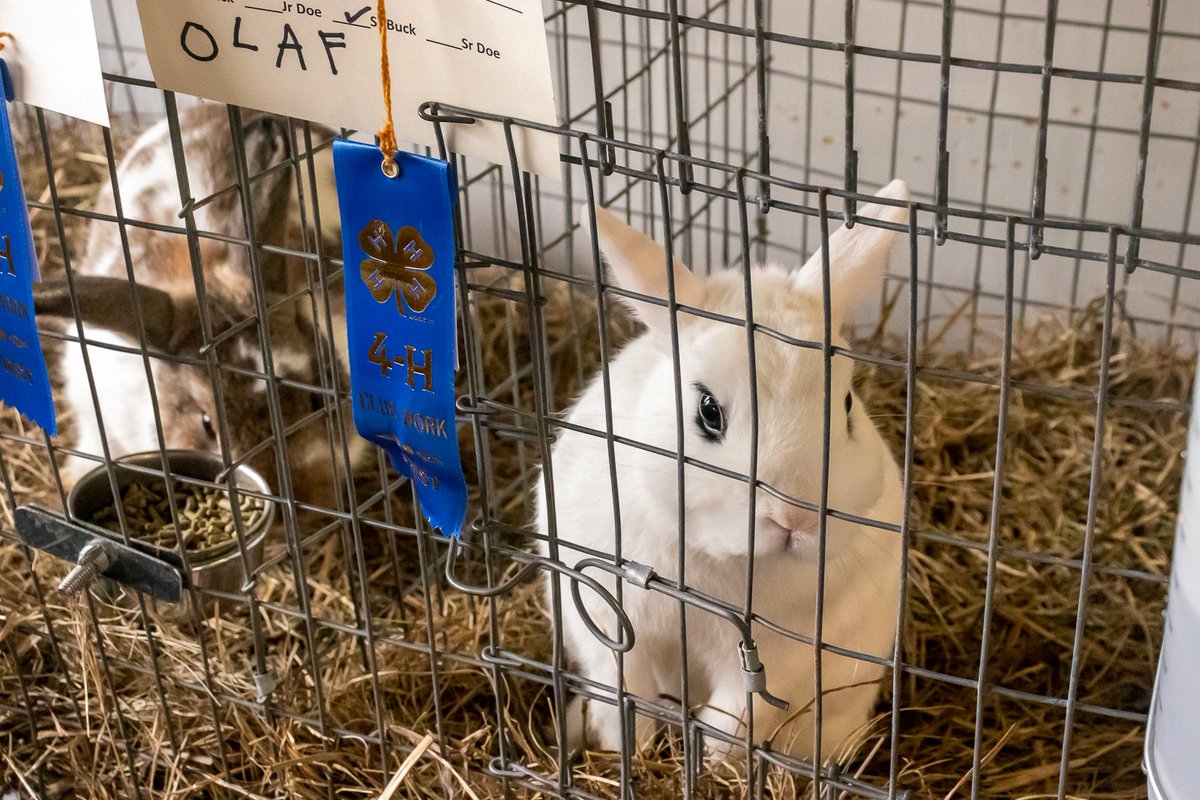 CynthiaValle99's tweet photo. We were able take some photos of the Washington County Youth Fair, which is always a joy because of the cute cows. #WCYF #4H #FPTC https://t.co/lIZDUAwPm2