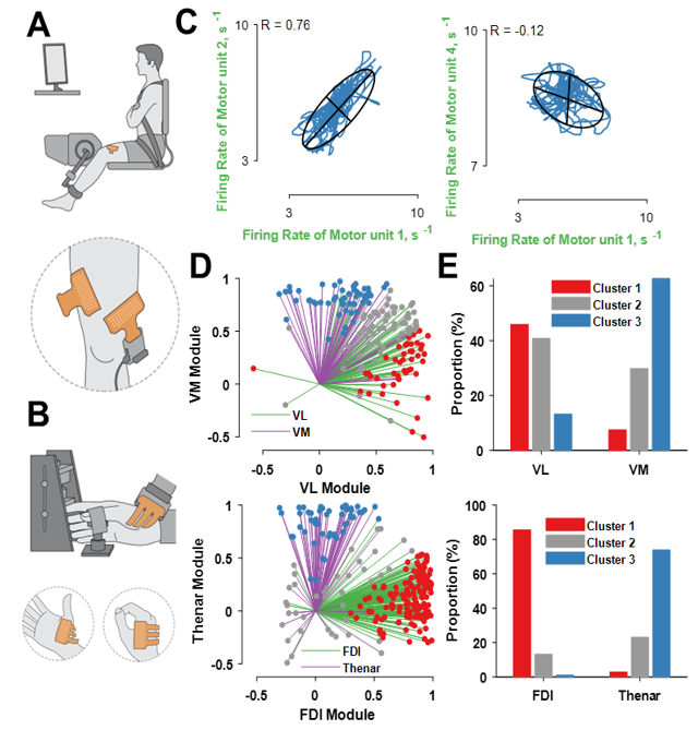 New paper!! We show that agonist muscles are controlled with a specific motor unit synergy. Approximately half of the motor units from the vastii muscles are controlled with a muscle-specific input and the other half with an average of the two muscle-specific inputs.