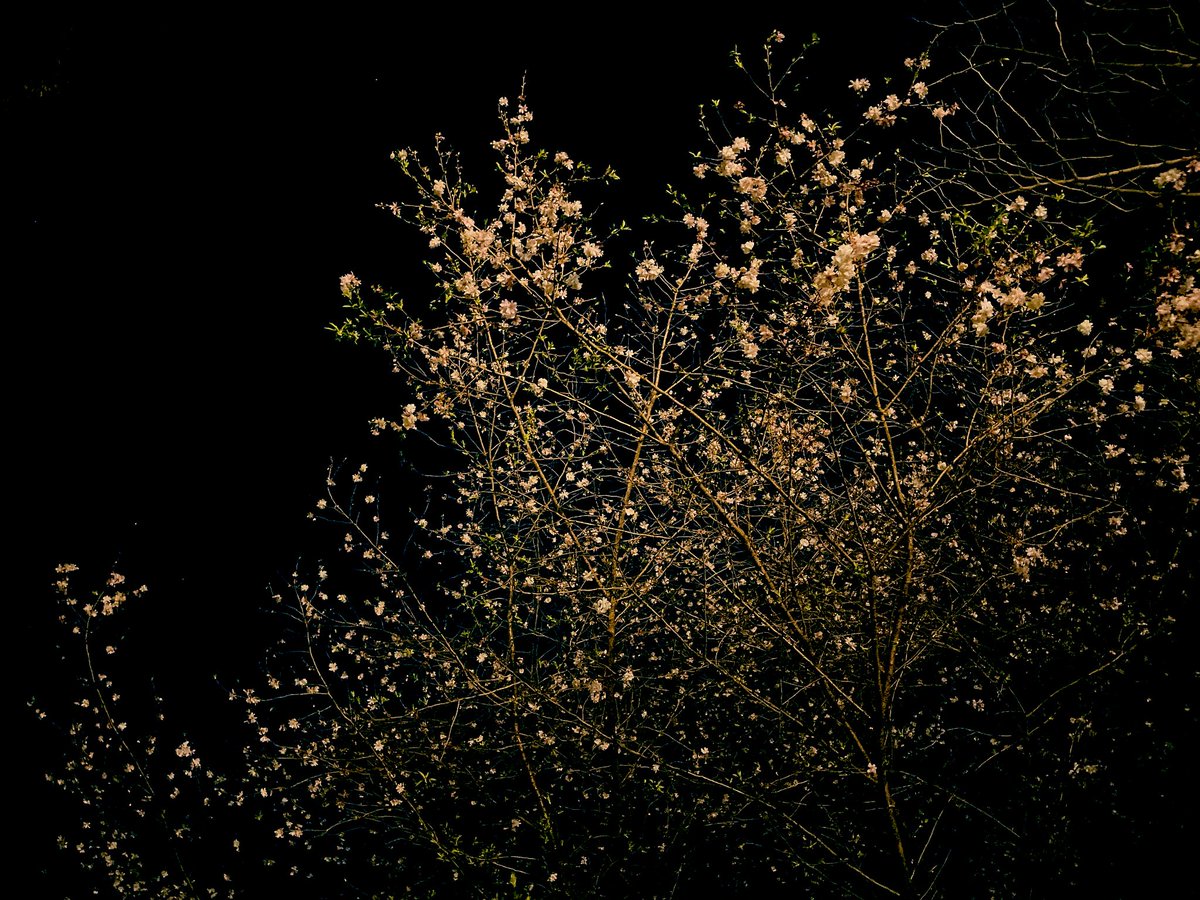 桜を撮りました📸
夜の綺麗な桜をカメラに撮るのは
難しいです

開花日の基準は、
5〜6輪の桜が咲いた状態だそうです

満開になるのが楽しみです♪

#地球村フェス
#桜