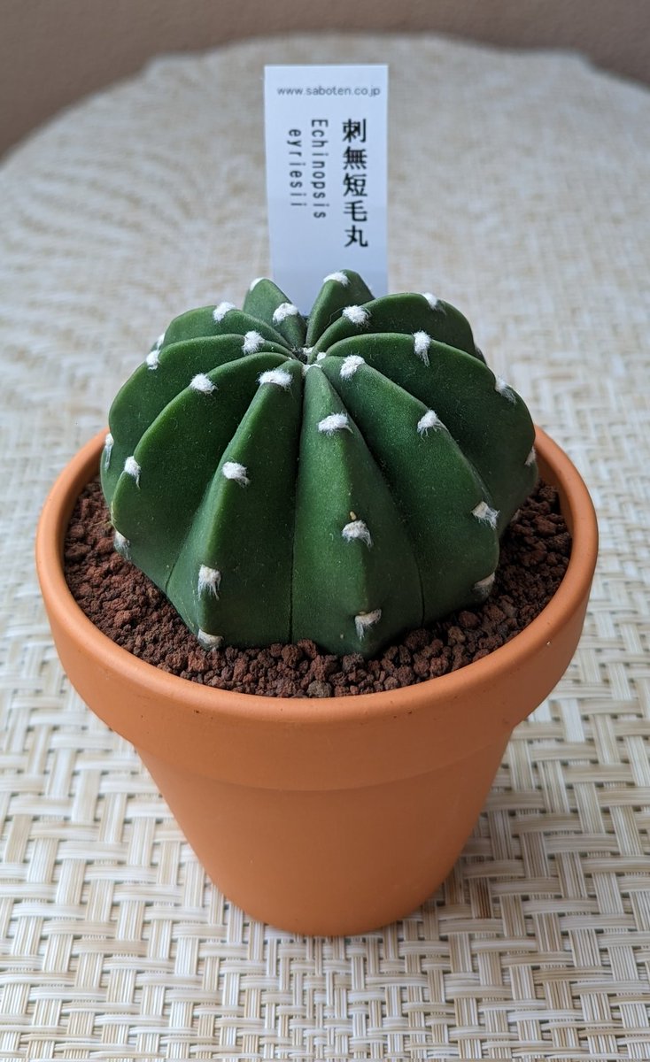 可愛いすぎてつい買ってしまった😏 サボテンなのに棘なくて可愛い