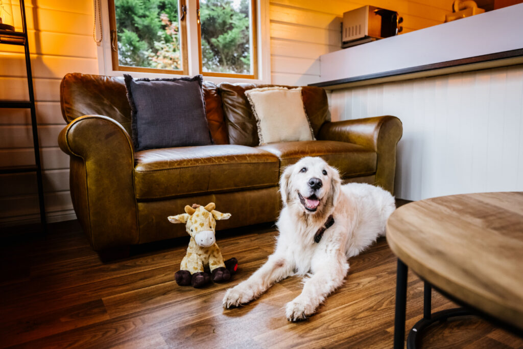 WeAcceptPets's tweet photo. No holiday is complete without your four-legged family members. Ream Hills Holiday Park allows pets to stay. Book your stay and enjoy an adventure together.
https://t.co/AFz1sFnCti
#HolidayPark #Glamping #Pods #Relax #Family #Pets #ScenicViews #Rural #Weeton #Preston #Lancashire https://t.co/rStZCEYsCQ