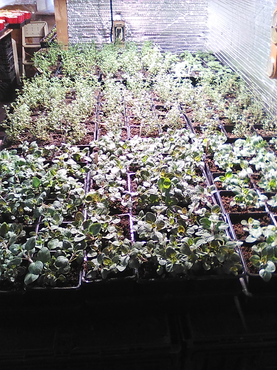 Wally Satzewich tweet media