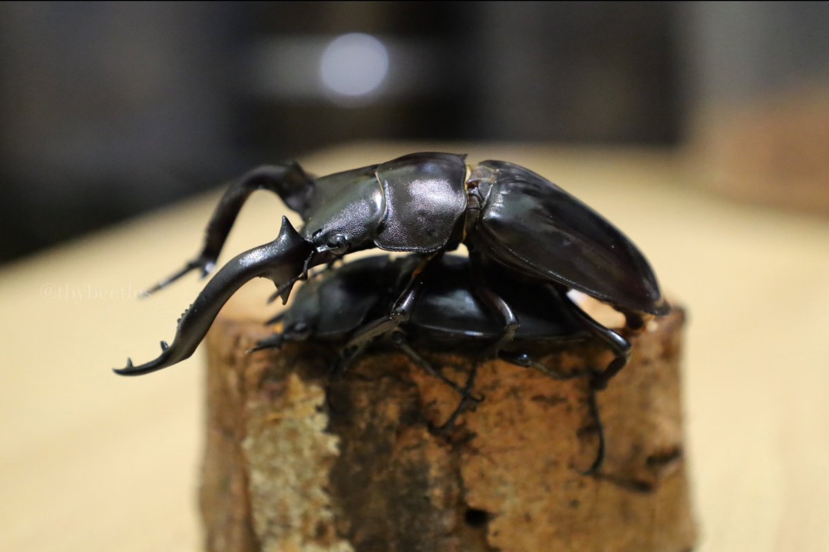 THYbeetles's tweet photo. Hexarthrius forsteri kiyotamii
緬甸大叉角鍬形蟲💕 https://t.co/329xIQCk4E