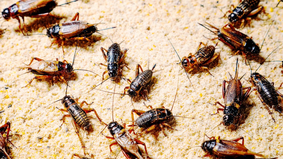 Insect Farming Is Booming. But Is It Cruel? dlvr.it/Skzzwb