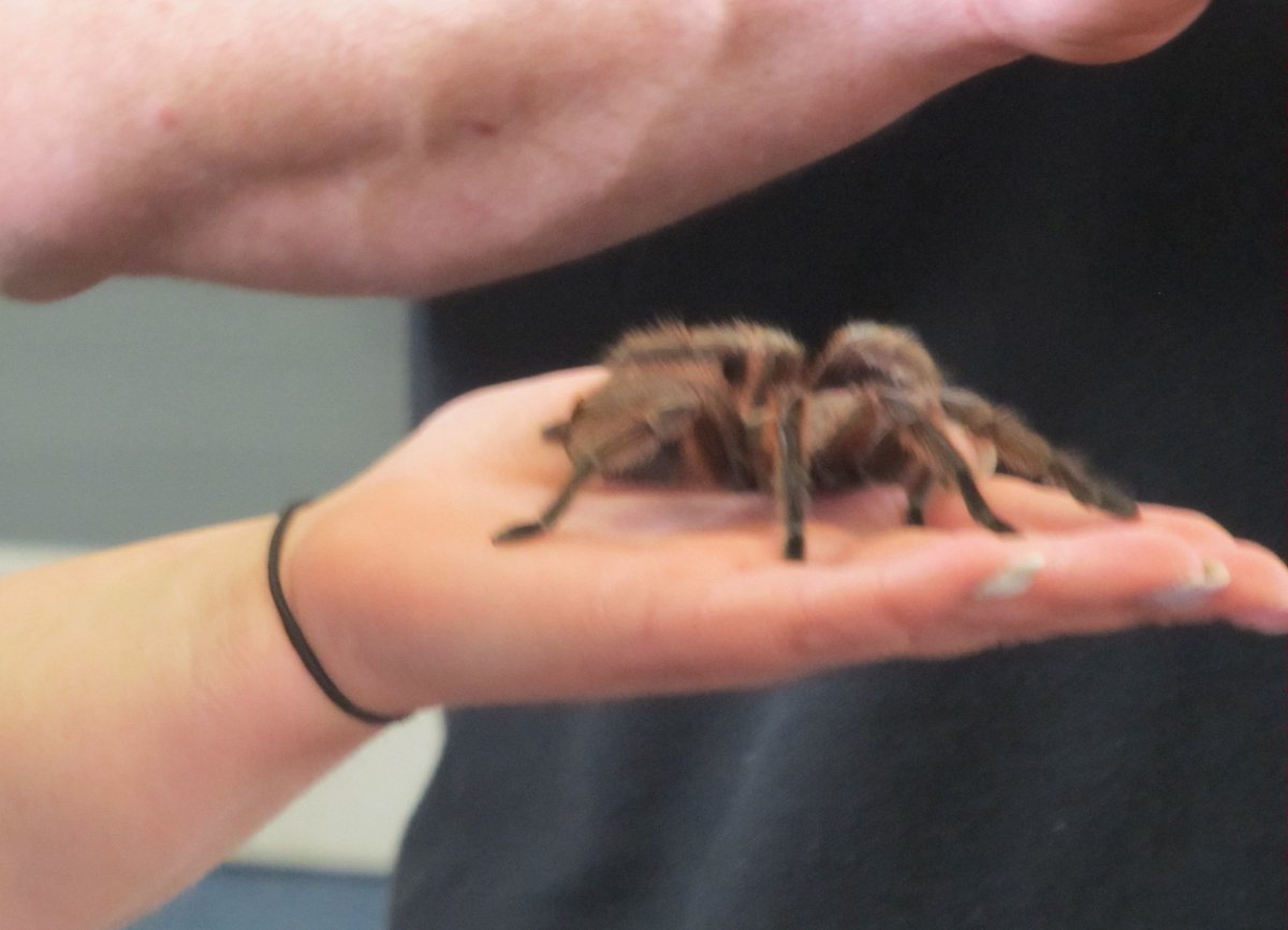 For lots more pictures of 'When the Animals Came to School!' visit our gallery at: thegrange.northants.sch.uk/web/gallery