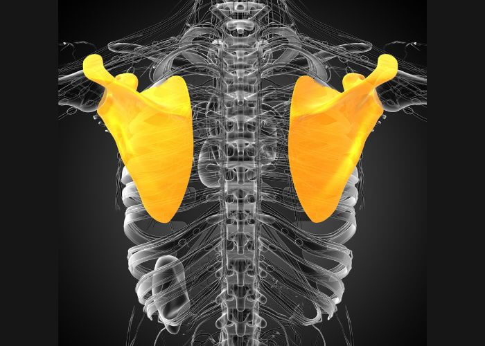 What is #SnappingScapula Syndrome?
This is caused by the weakening of the muscles underneath the #scapula, leading to the scapula sitting near the ribcage. The shoulder condition causes a grinding, grating, and snapping sensation of the scapula on the...https://t.co/X9iZ3HTgkf https://t.co/o9ieQ4KNBT