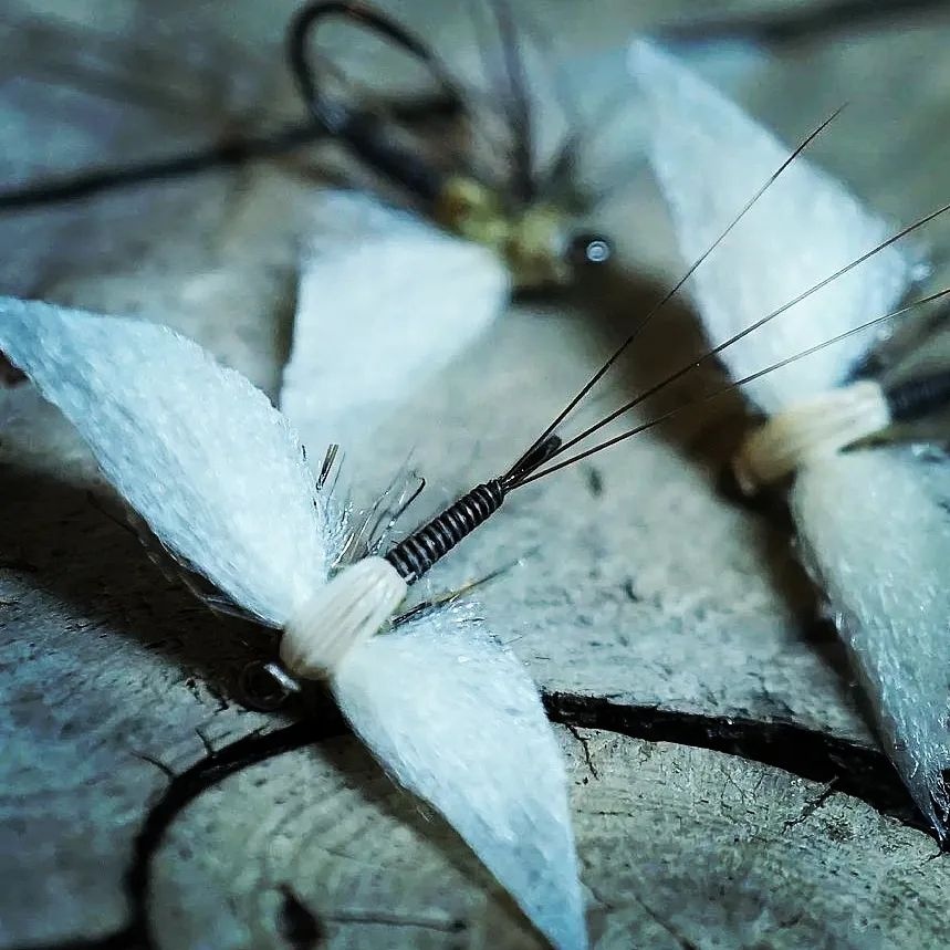 MidCurrent's tweet photo. "Just some spent that I know is working." // tie and image by Johan Lundberg @mojosumo
.
.
.
#vulgata #dryflies #dryfly #dryflyfishing #troutonthefly #troutbum #troutcandy #ahrexhooks #ahrex #alltomflugfiske #flugbindning #flytyingporn #flyporn #flyfishing #theflycompany https://t.co/n0iomFKBaX