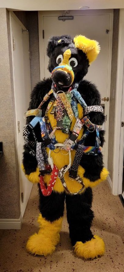 ANYTHING OFF THE HUSKY?!?

All our collars we will be Selling in the <a href="/FurnalEquinox/">Furnal Equinox</a> Dealers Den. <a href="/Kobee_pup/">️Kobee Barky Pup</a> wanted one but couldn't decide on which to choose so he chose all of them xD...Poor Kobee had instant regrets when <a href="/Arcotthedragon/">🔥Arcot🎈</a> put all the collars on him

#FE2023