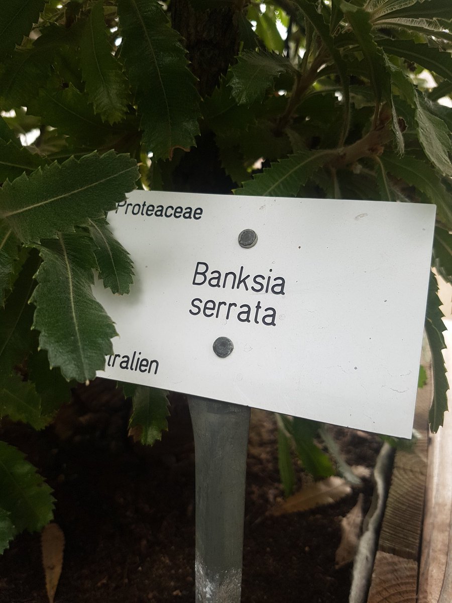 alosterkorn's tweet photo. Der Alte Botanische Garten der @uniGoettingen hat auch eine Art Bansky. https://t.co/nWc3Gj65ET