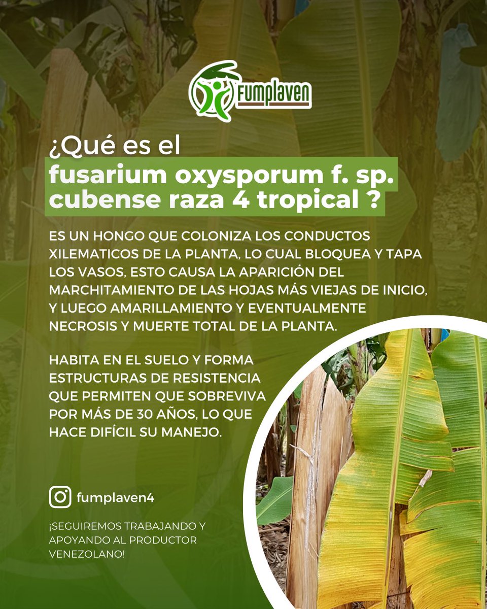 FUMPLAVEN's tweet photo. Productiva semana amigos!

#AprendeconFumplaven
Empezaremos a compartirle información paso a paso sobre el hongo #focr4t 

Estemos atentos a nuestras plantaciones🌱

SOMOS FUMPLAVEN🤝

#fumplaven #hongo #fusarium #agrovenezuela #campovenezolano #platano #datoimportante https://t.co/gxWGdrx404