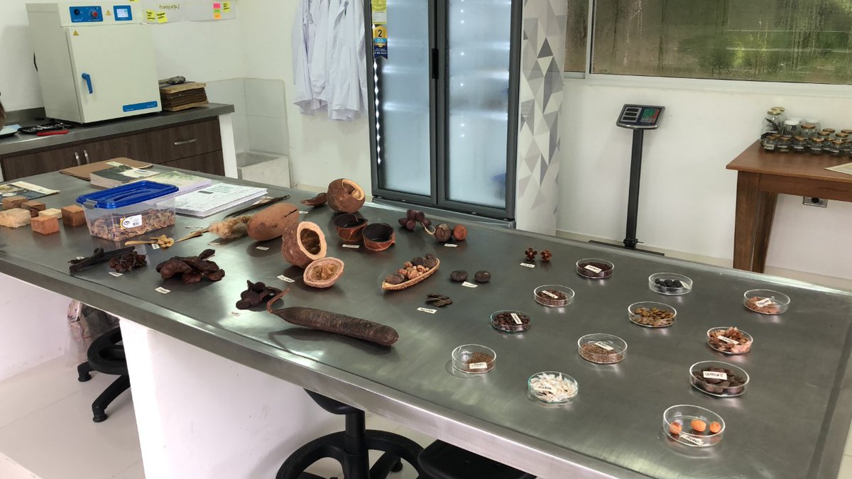 fundacionnatura's tweet photo. La identificación de árboles (fuentes de semillas), es indispensable para la restauración ecológica, ya que garantiza que los viveros tengan variedad de especies, alta diversidad genética y plantas con diferentes hábitos de crecimiento y funciones en el ecosistema. 
👇 https://t.co/9ryZ80PFvy