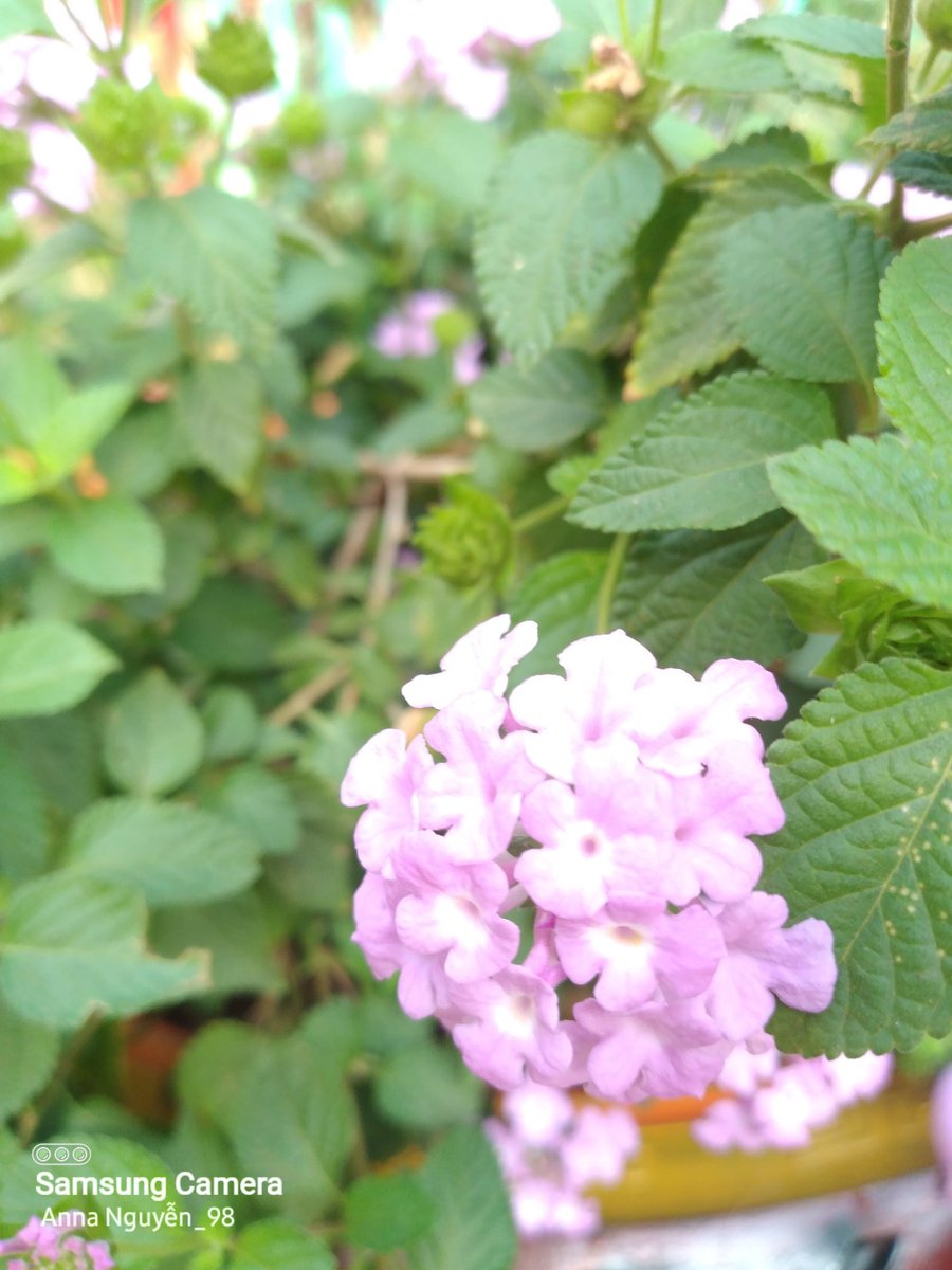 AnnaNguyen6811's tweet photo. "Xuân đến, hoa khai, rồi cũng tàn
 Người đến người đi, rồi cũng tan"

                        -——~Trọn Tình~——-

#Anna_Nguyễn https://t.co/N2T4YW8I8g