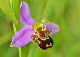 stockley_park's tweet photo. You may have noticed lots of yellow flags dotted around grassy areas at Stockley Park. These highlight the presence of bee orchids so we can avoid damaging the flowers when the grass is mowed. We will also survey the orchids counting and mapping the numbers and locations! https://t.co/gunil482tV