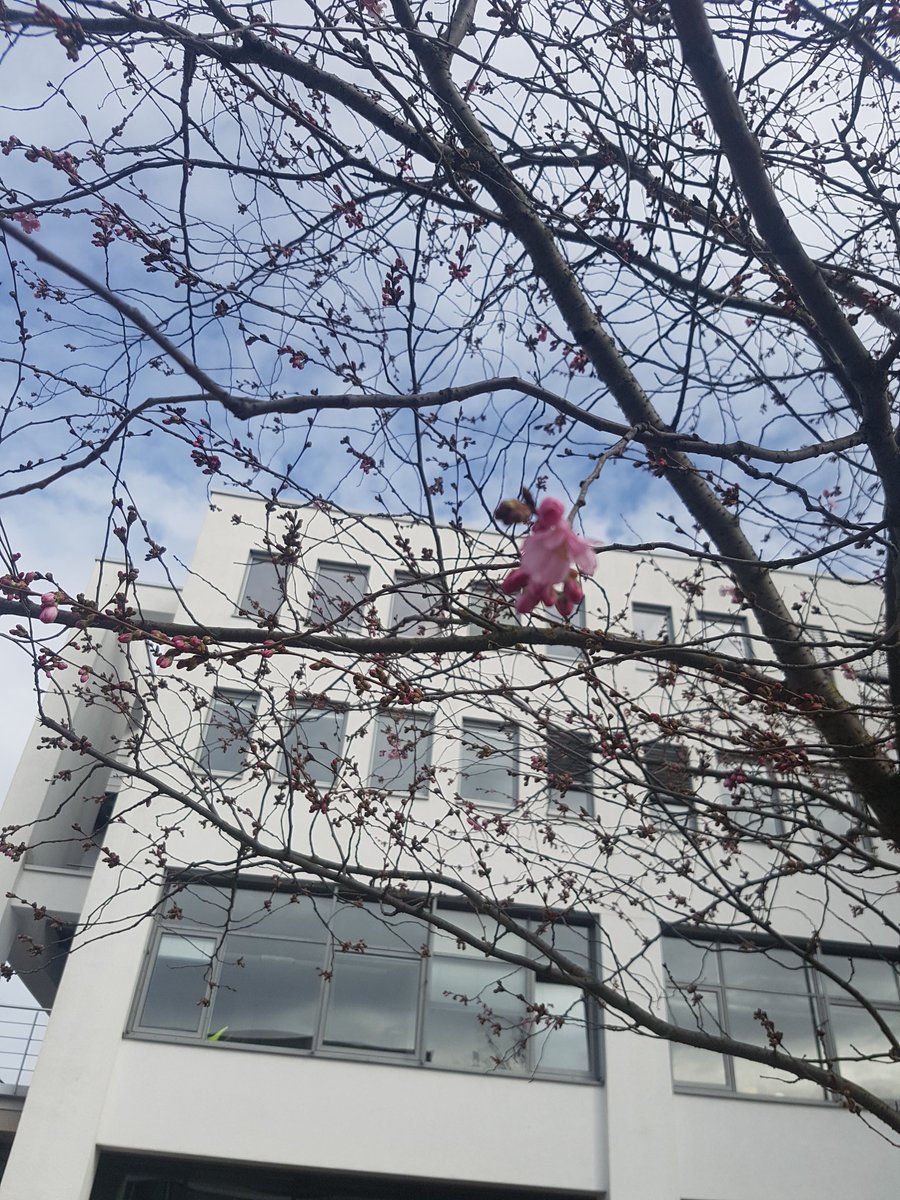 alosterkorn's tweet photo. @FunckenflugSan Wenige Tage vorm Hanami, würde ich denken! ;) https://t.co/jb9NEse4MV