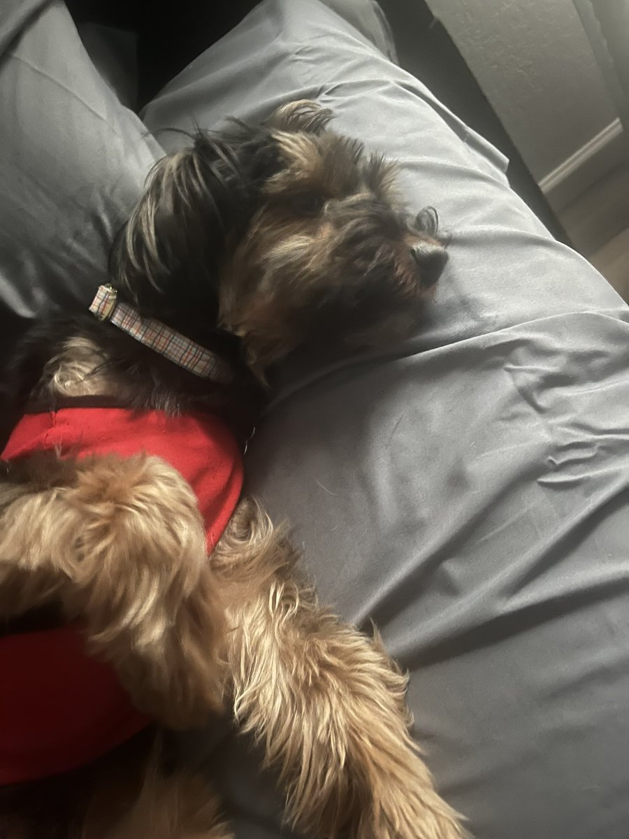 GM 💙 this is niko 🐾