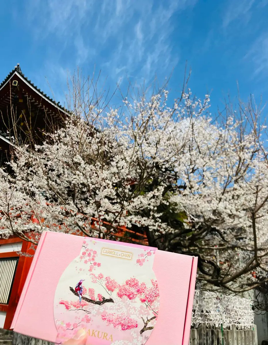 One of our Sakura gift sets has made it all the way to Japan <a href="/CarrollandChan/">Carroll&Chan 🐝</a>
#SAKURA #Japan #japanesebeauty