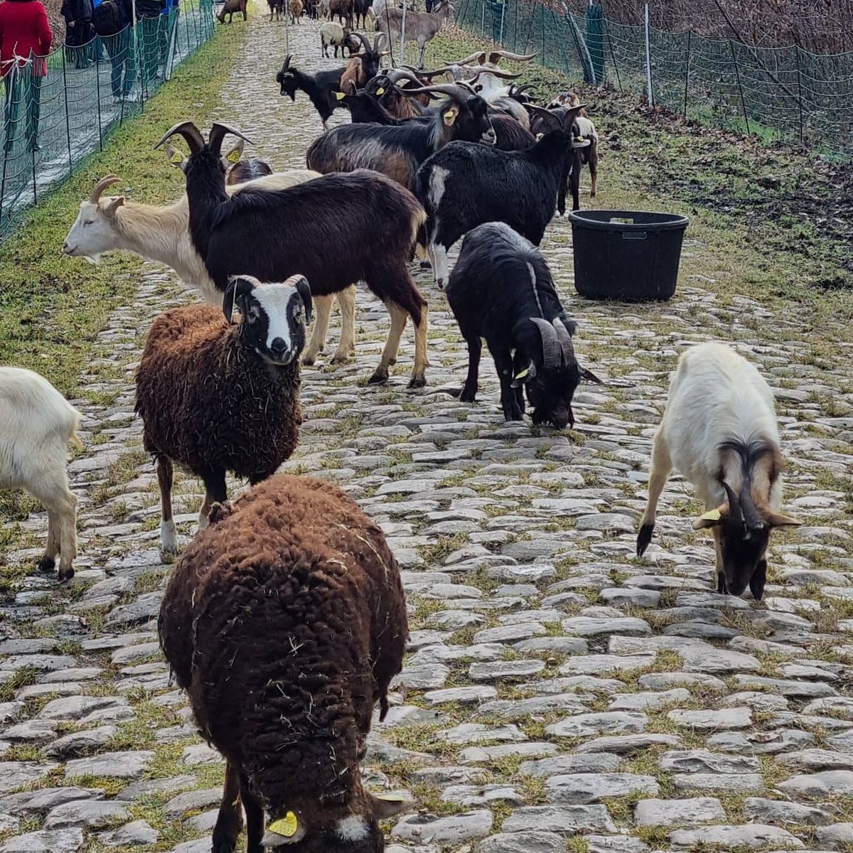 NBCSCycling's tweet photo. To prepare for #ParisRoubaix, 40 goats and sheep are working to weed 2,300m of cobblestones on the Trouée d'Arenberg!

📷: @parisroubaix https://t.co/mqqIJ9OM0p