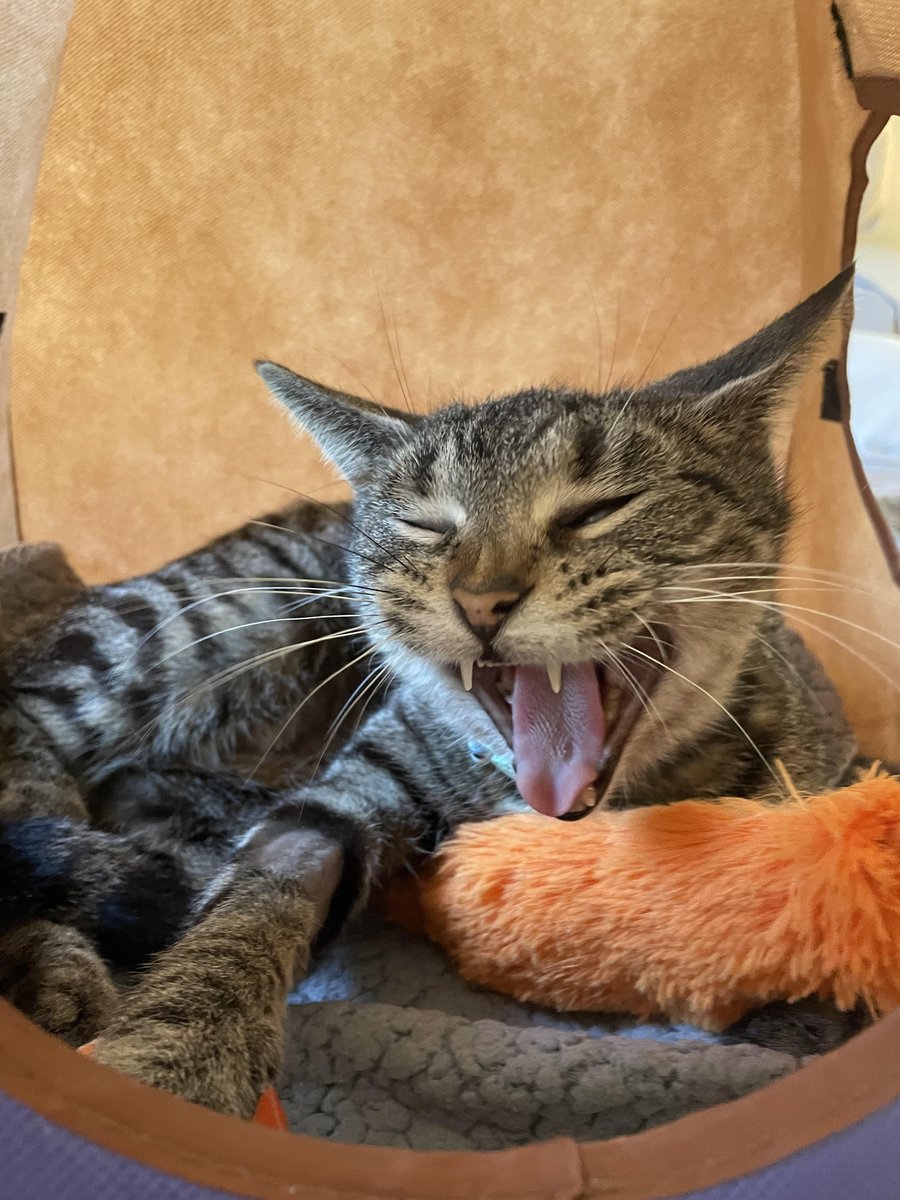 AlexAnimals's tweet photo. These photos of recently-adopted Imogene melt our hearts! Look at her hugging her toy. 😍 Her adopters report that she is doing wonderful in their home. Thank you for adopting from the AWLA!
#alexalumni #alexanimals #alexandriava #alexandriacats #novacats #dmvcats https://t.co/UHKnlJY6OY
