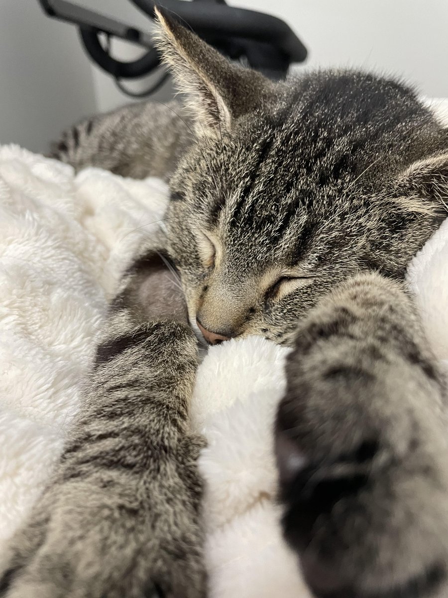 AlexAnimals's tweet photo. These photos of recently-adopted Imogene melt our hearts! Look at her hugging her toy. 😍 Her adopters report that she is doing wonderful in their home. Thank you for adopting from the AWLA!
#alexalumni #alexanimals #alexandriava #alexandriacats #novacats #dmvcats https://t.co/UHKnlJY6OY