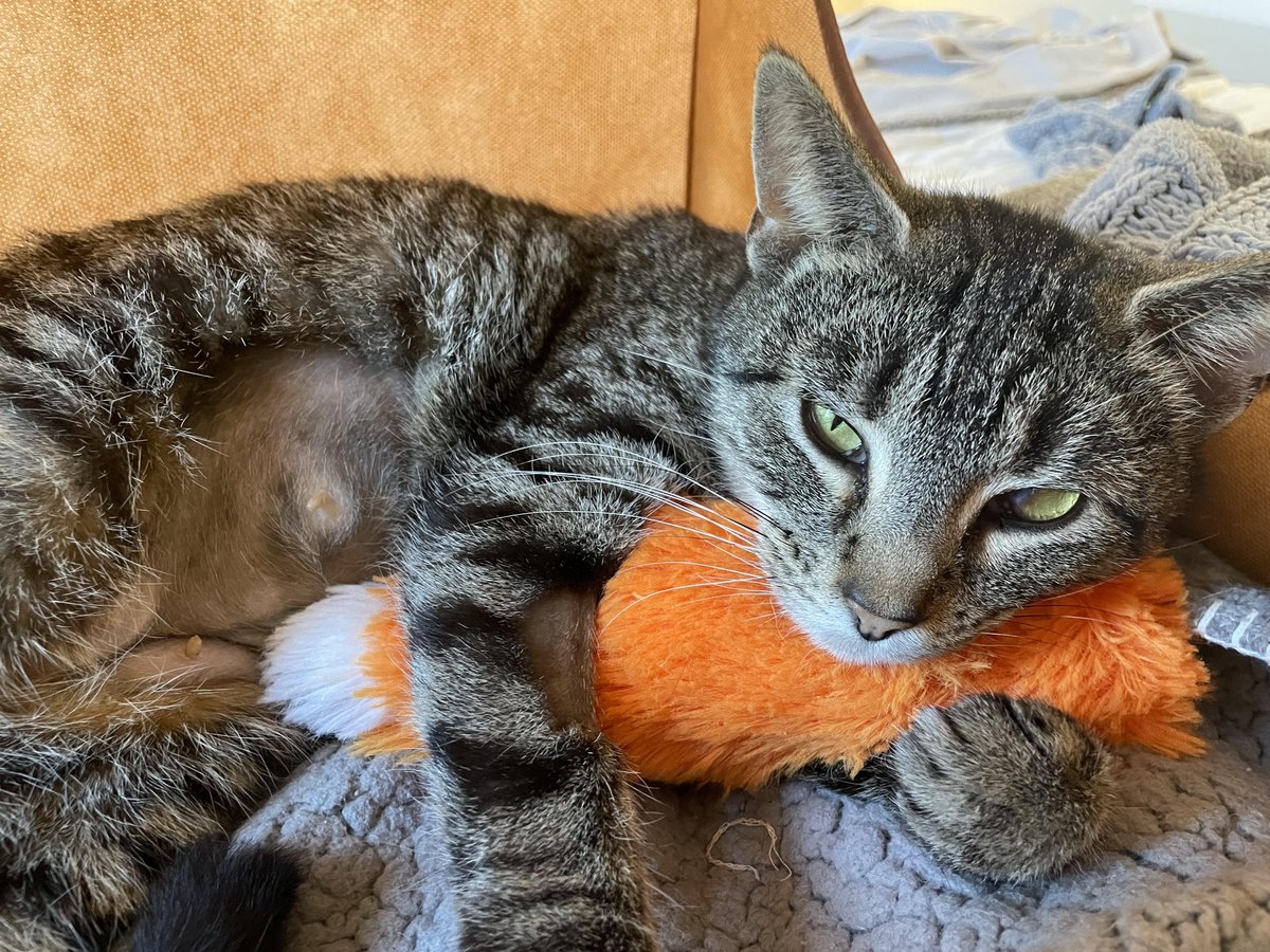 AlexAnimals's tweet photo. These photos of recently-adopted Imogene melt our hearts! Look at her hugging her toy. 😍 Her adopters report that she is doing wonderful in their home. Thank you for adopting from the AWLA!
#alexalumni #alexanimals #alexandriava #alexandriacats #novacats #dmvcats https://t.co/UHKnlJY6OY