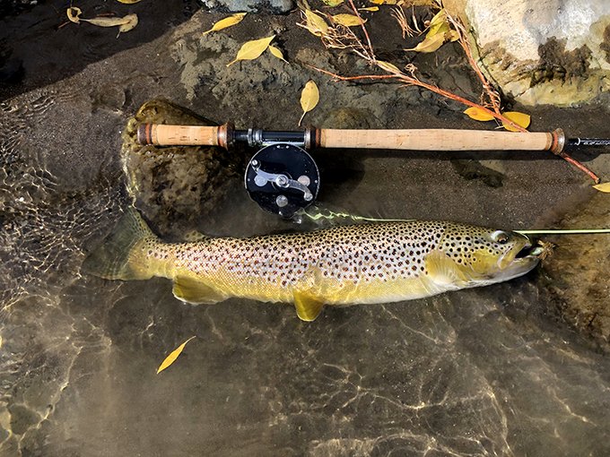 Saltwateronfly's tweet photo. Fly Fishing Montana’s Yellowstone River on a Float or Walk and Wade
https://t.co/KjIi2yr5GM
:
#flyfishing #yellowstoneriver #montana #flytying #guidedtrips #livingstonmontana #yellowstonepark #cabinrentals #onthefly #saltwateronthefly #travelandleisure #travelandtourism https://t.co/r7yeDRmJGv