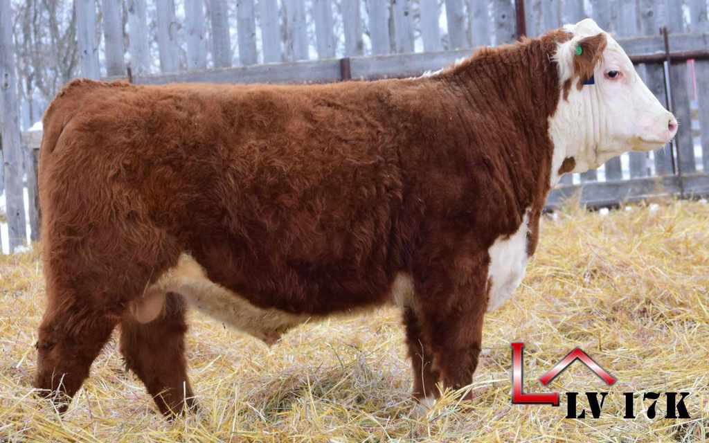 martinson02's tweet photo. @CAN_Hereford Join us this Saturday in Moose Jaw for the Premium Genetics bulls sale where these fellas and more will find new homes https://t.co/8Mhn7U8qEc