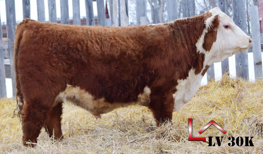 martinson02's tweet photo. @CAN_Hereford Join us this Saturday in Moose Jaw for the Premium Genetics bulls sale where these fellas and more will find new homes https://t.co/8Mhn7U8qEc