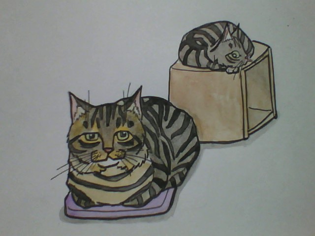 Gentle eyes.
A big face.
Hi- cat.
 #pasericat
