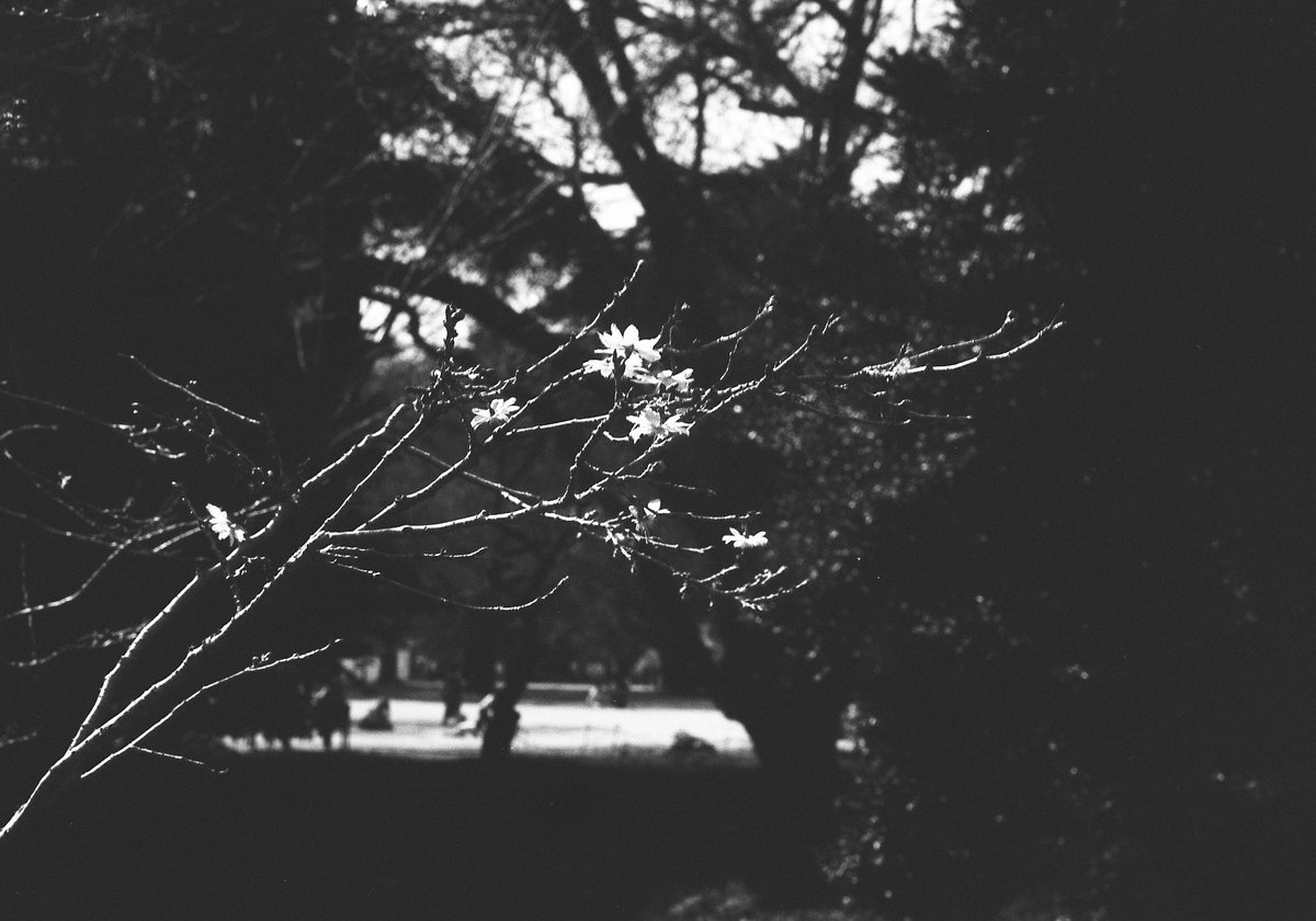 Numa_Camera's tweet photo. Арсенал Киев-4А + Юпитер-8М 2,0/50
#kiev #jupiter8M #filmphotography https://t.co/ditt3OWlhz